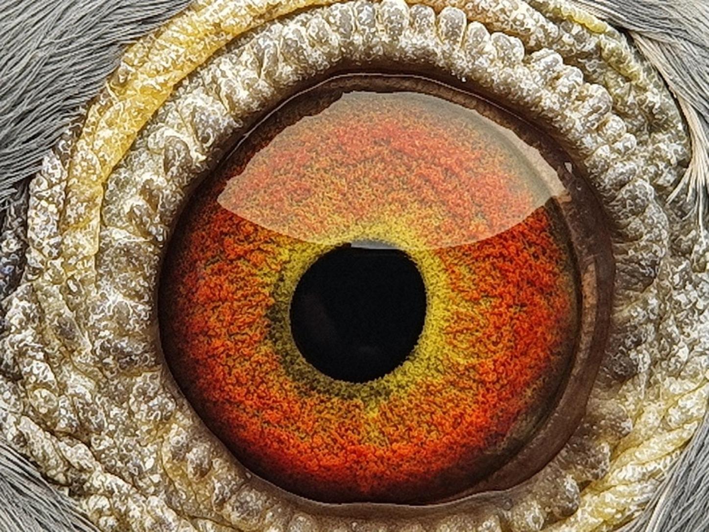 Pigeon eye